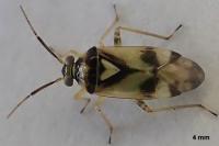 Orthops kalmii