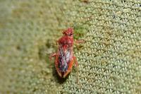 Rhopalus parumpunctatus