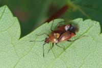 Deraeocoris ruber