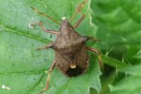 Picromerus bidens