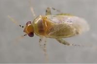 Campylomma verbasci