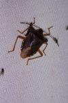 Pentatoma rufipes