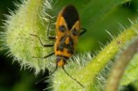 Corizus hyoscyami hyoscyami