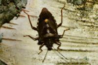Pentatoma rufipes