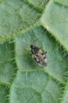 Dictyla humuli