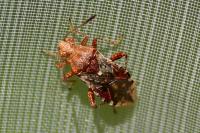 Rhopalus subrufus