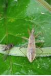 Nabis limbatus