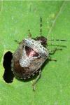 Stagonomus venustissimus