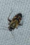 Polymerus unifasciatus