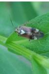 Lygus pratensis