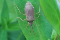 Gonocerus acuteangulatus