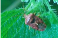 Elasmucha grisea