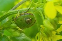 Nezara viridula