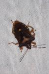 Pentatoma rufipes