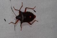 Pentatoma rufipes