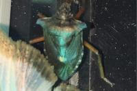 Pentatoma rufipes