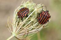 Graphosoma italicum italicum