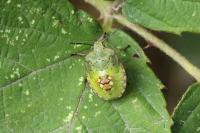Nezara viridula
