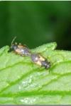 Acompus rufipes