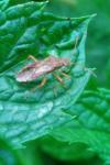 Rhopalus maculatus