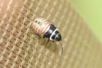 Platyplax salviae