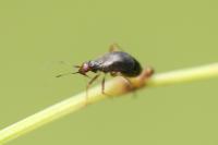 Orthonotus rufifrons