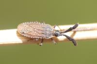 Copium clavicorne clavicorne