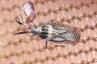 Dictyonota strichnocera