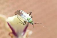 Macrotylus paykullii