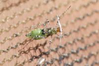 Gampsocoris punctipes punctipes