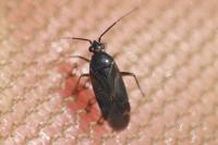 Plagiognathus arbustorum