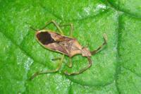 Gonocerus juniperi