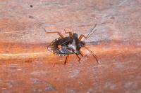 Pentatoma rufipes