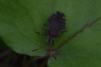 Enoplops scapha