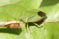 Palomena prasina