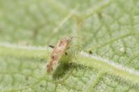 Compsidolon salicellum