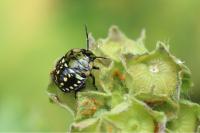 Nezara viridula