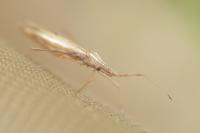 Berytinus clavipes