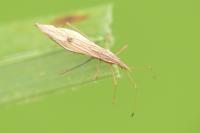 Berytinus clavipes