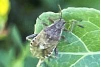 Stictopleurus punctatonervosus