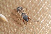 Scolopostethus affinis