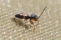 Scolopostethus affinis