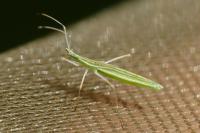 Berytinus clavipes