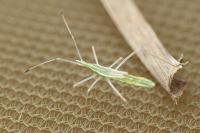 Berytinus clavipes
