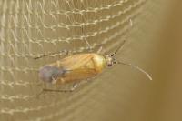 Plagiognathus fulvipennis