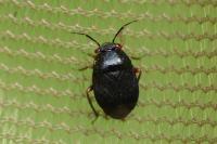 Strongylocoris leucocephalus