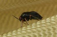 Strongylocoris leucocephalus