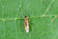 Campyloneura virgula