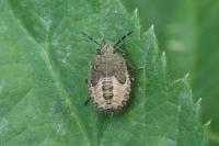 Dolycoris baccarum