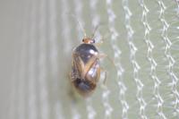 Monalocoris filicis